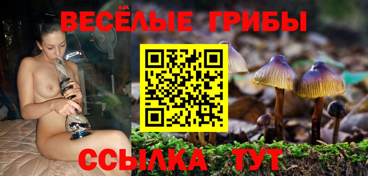 Псилоцибиновые грибы Psilocybe  Псилоцибиновые грибы GOLDEN TEACHER  Черняховск  Вход с VPN 